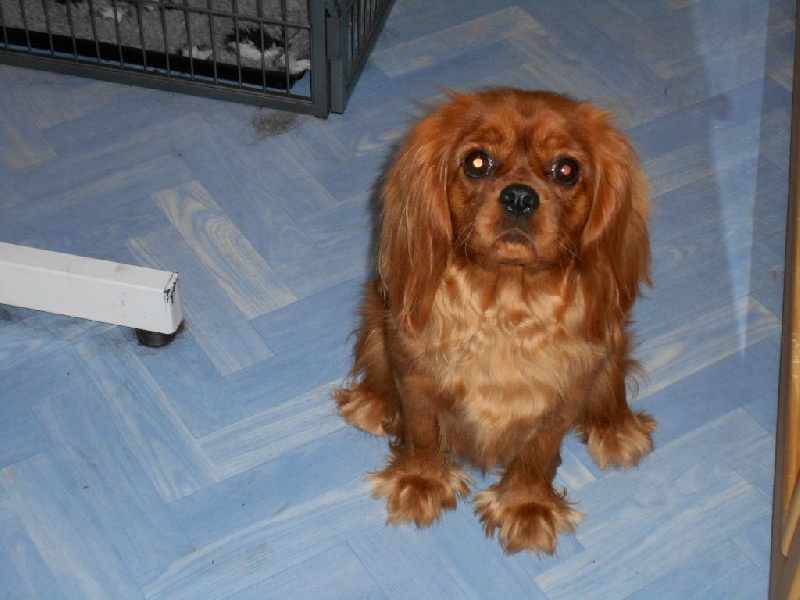 Jasmine of prestige royal - Classe jeune : BON