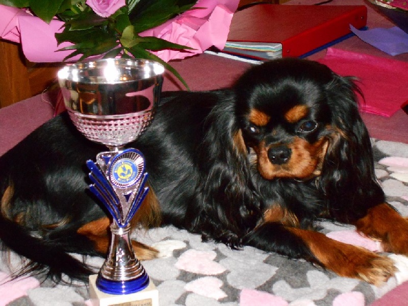 Jezabelle De La Feerie De Broceylande - 2 eme EXCELLENT