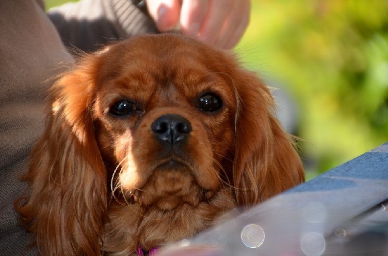 Jasmine of prestige royal - Excellent , classe JEUNE