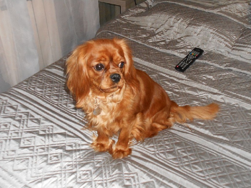 Jasmine of prestige royal - Classe intermédiaire : TRES BON