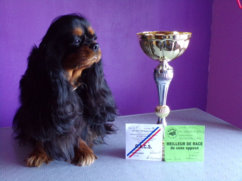 Jezabelle De La Feerie De Broceylande - classe ouverte: 1ére Excellent avec le CACS + BOS