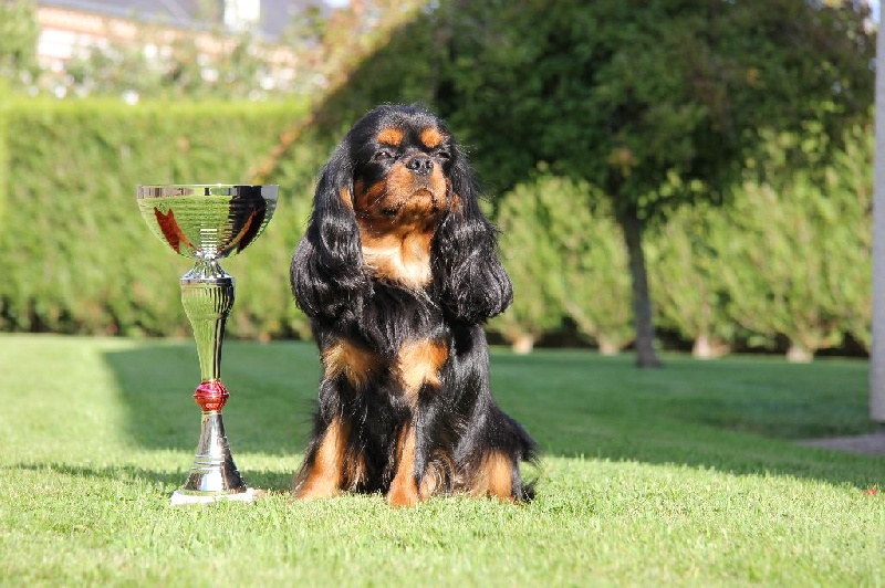 Jezabelle De La Feerie De Broceylande - 1 ere EXCELLENT , classe Intermédiaire