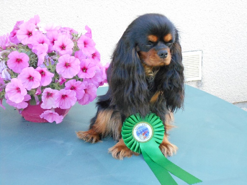 Jezabelle De La Feerie De Broceylande - 2eme EXCELLENT , classe jeune