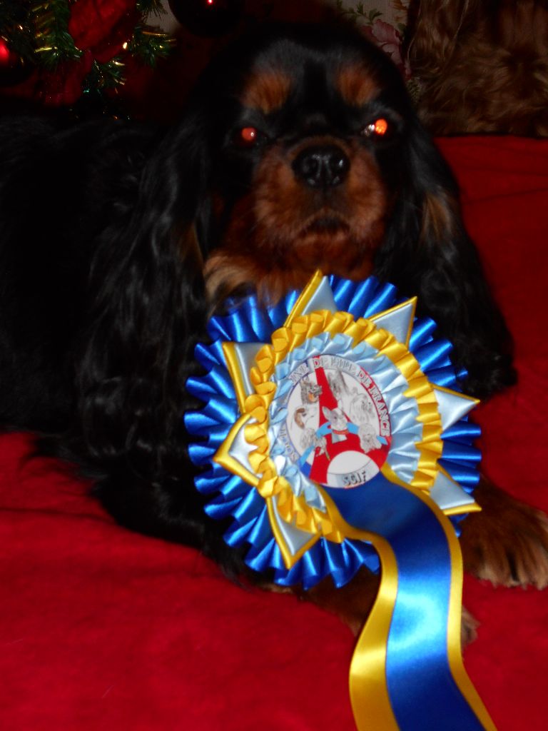 Jezabelle De La Feerie De Broceylande - classe ouverte : 1ére EXCELLENT