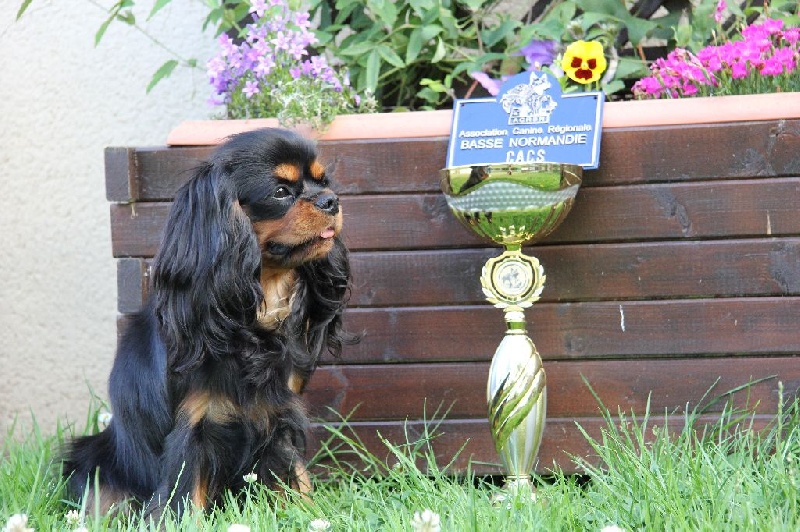 Jezabelle De La Feerie De Broceylande - 1ere EXCELLENT et CACS , en intermédiaire