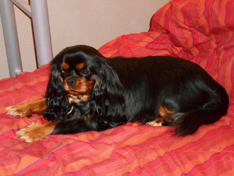 Jezabelle De La Feerie De Broceylande - Classe Ouverte : TRES BON