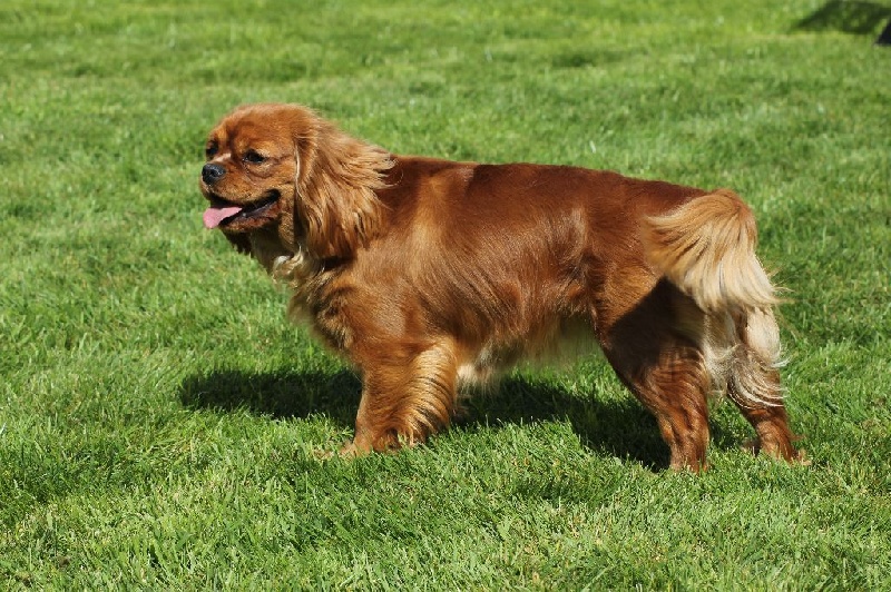 Jasmine of prestige royal - Classe intermédiaire : EXCELLENT