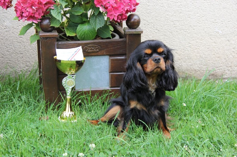 Jezabelle De La Feerie De Broceylande - 1ere EXCELLENT et CACS , en intermédiaire