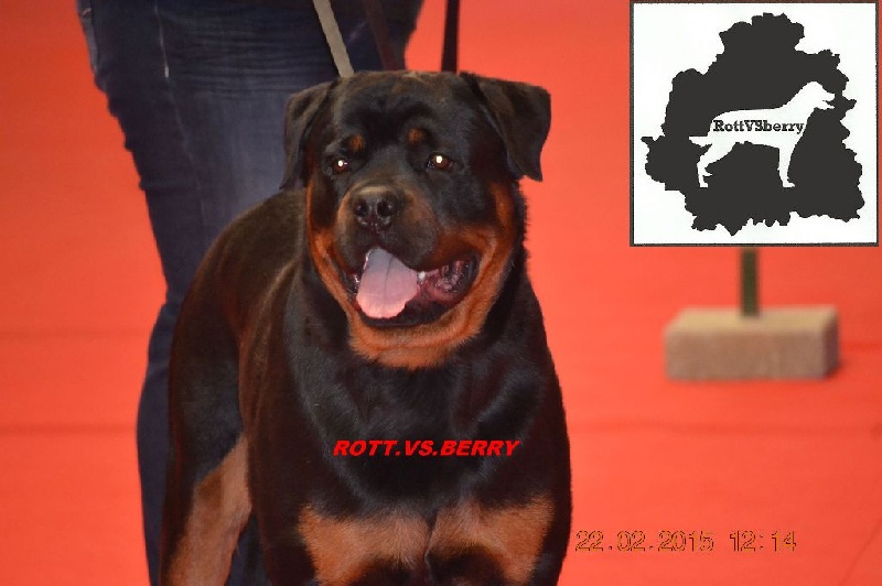 Chien Rottweiler Jähzornig darth vader Vom Hause Cervo