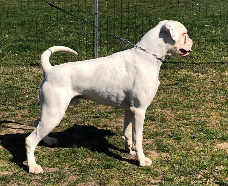 Publication : Du Clos Du Griffin