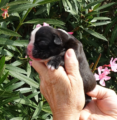 Les chiots de Boxer