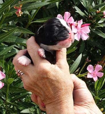 Les chiots de Boxer