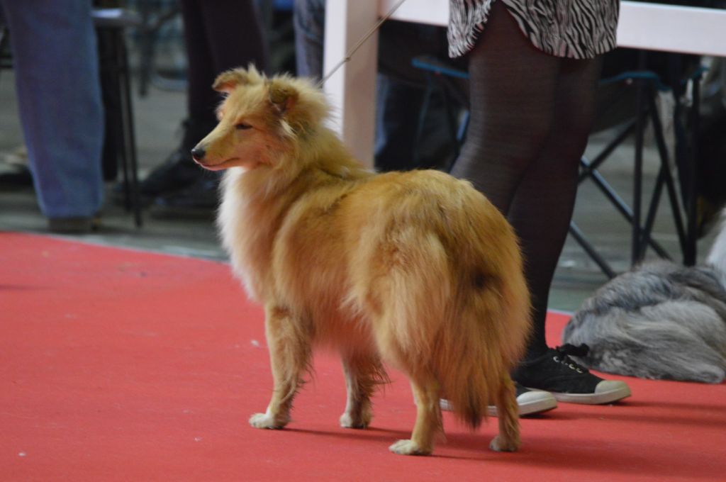 CH. Very pretty doll vahina Du Domaine Des Ptit's Futés