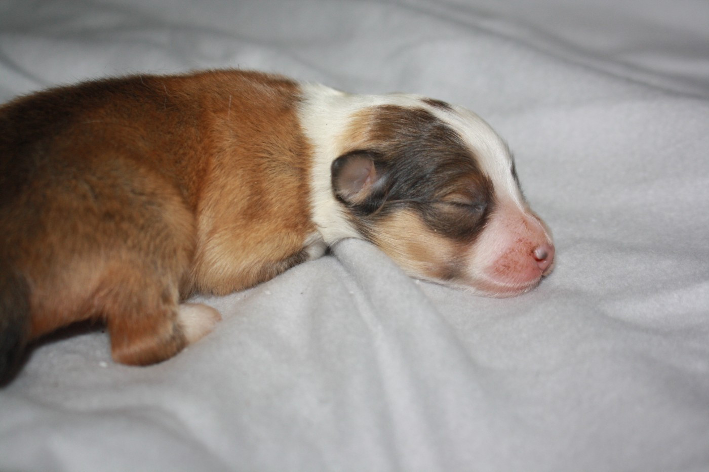CHIOT 4