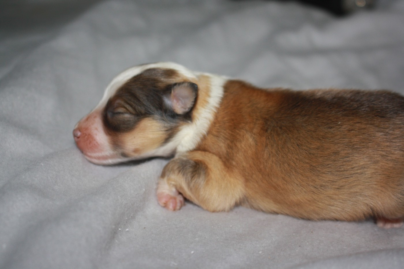 CHIOT 4