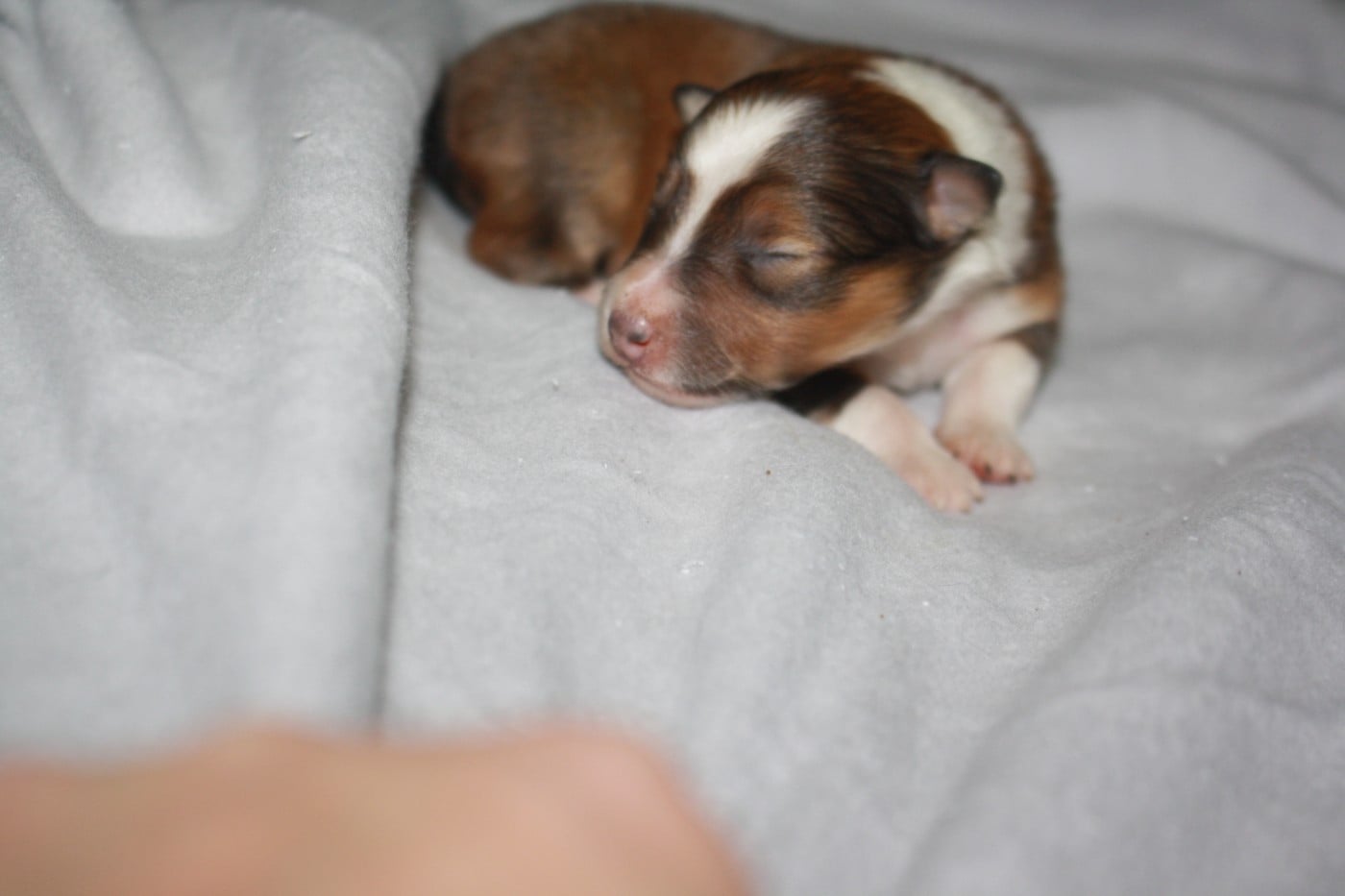 CHIOT 1