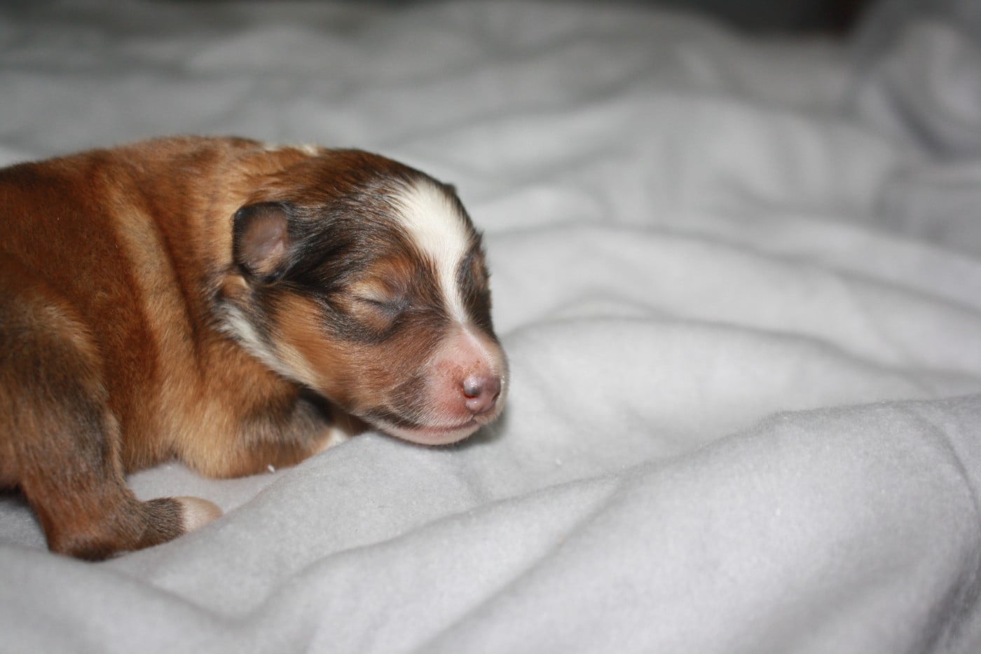 CHIOT 1