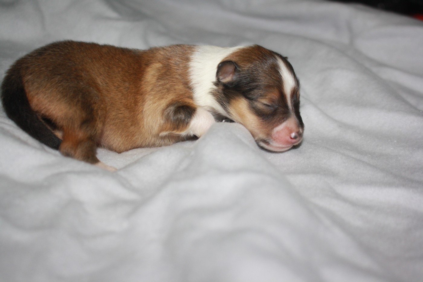 CHIOT 2