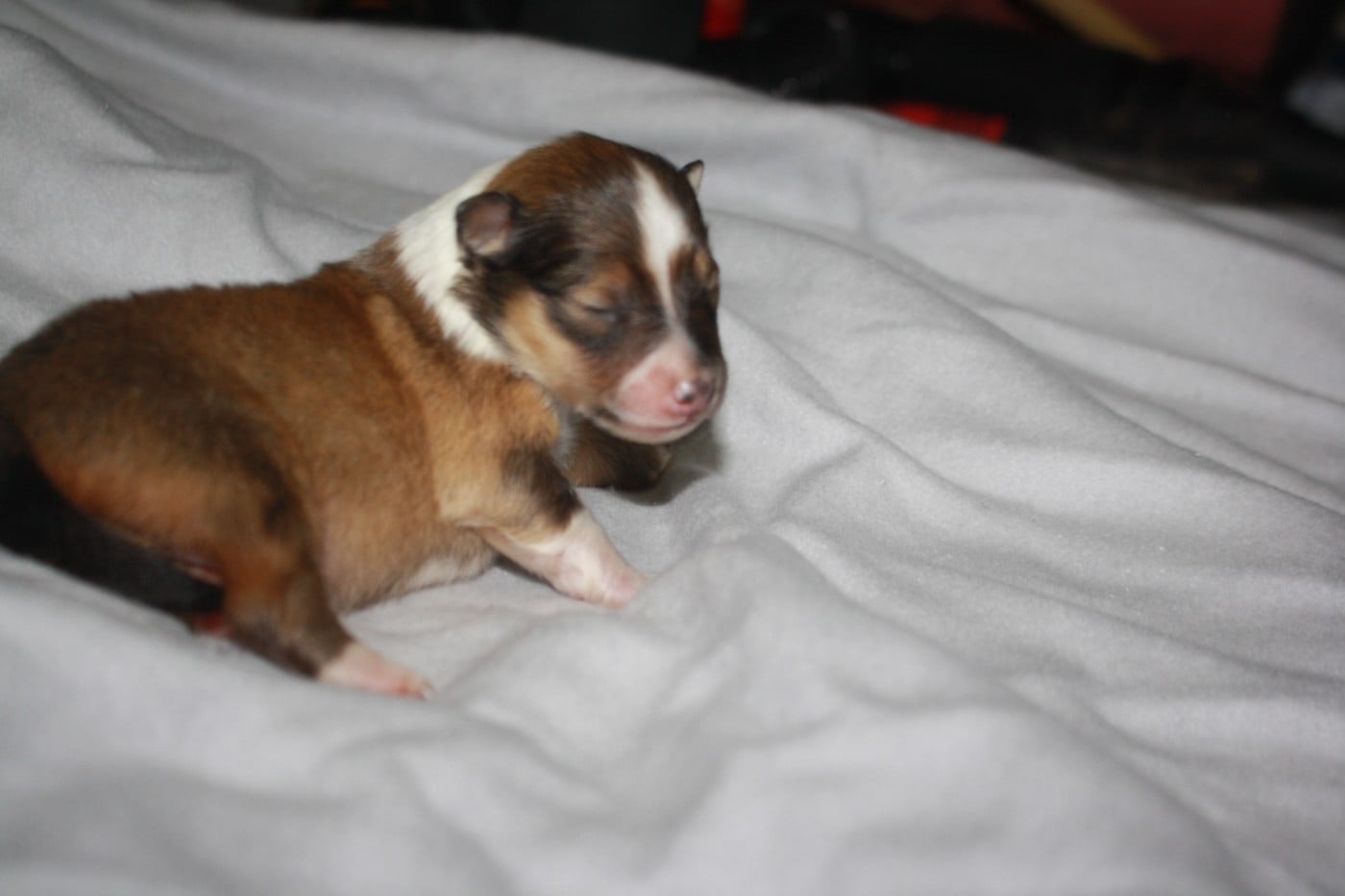 CHIOT 2