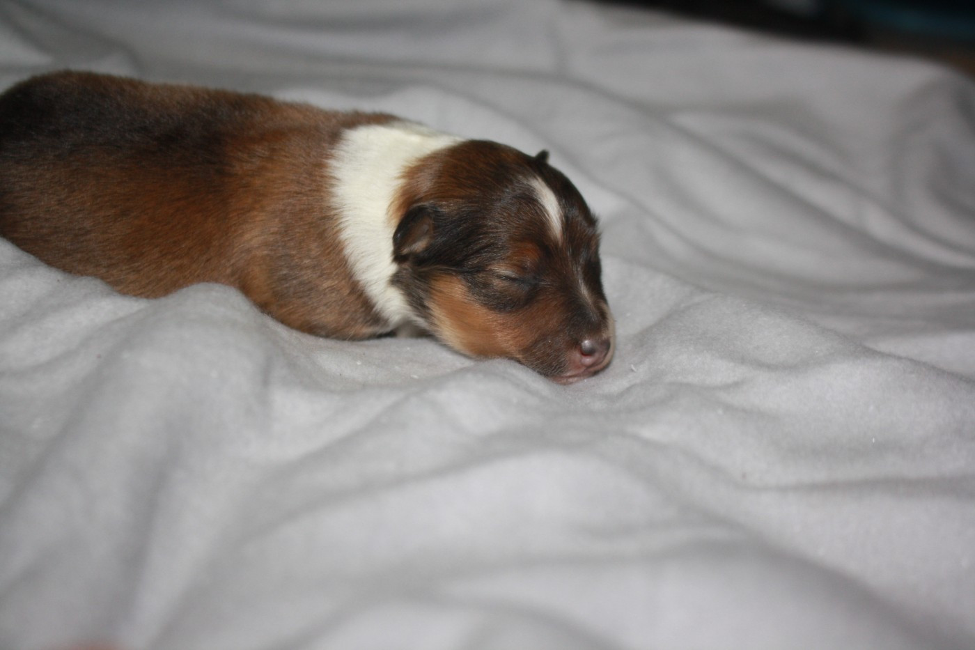 CHIOT 3