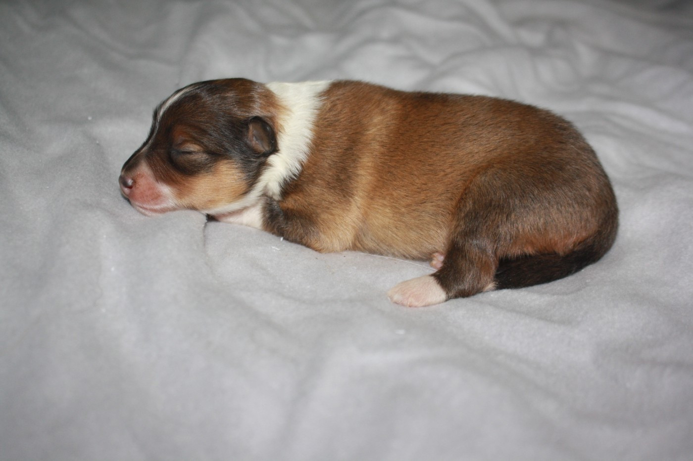 CHIOT 3