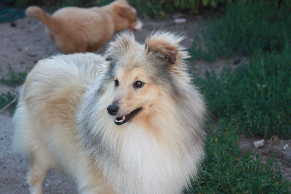 CH. Jasmine rose du Cap de la Coste - 4éme excellent /8 en classe ouverte