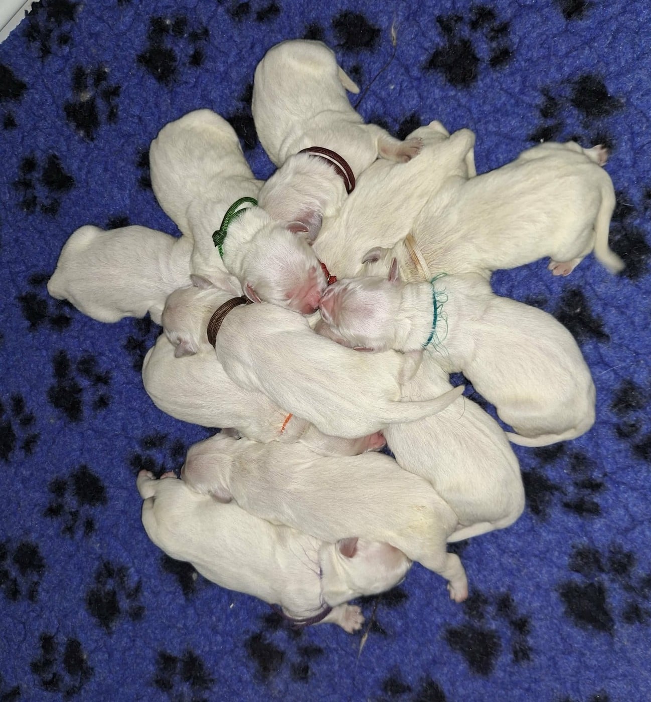 CHIOT 11 - Golden Retriever