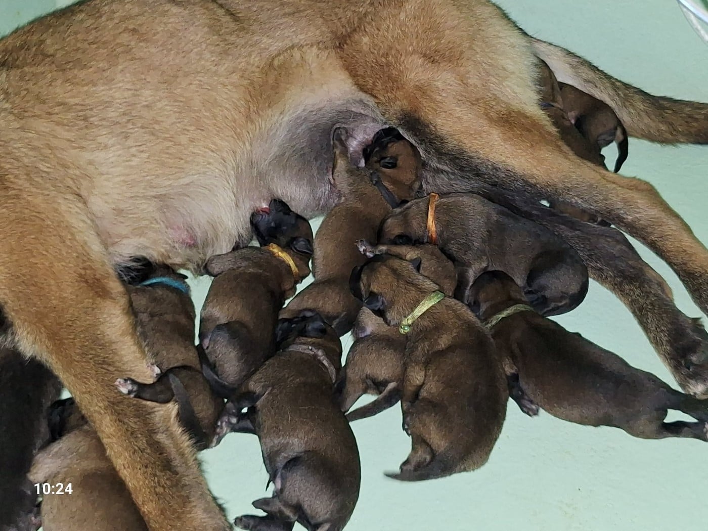 Berger Belge - de la Féerie de l'Hermine
