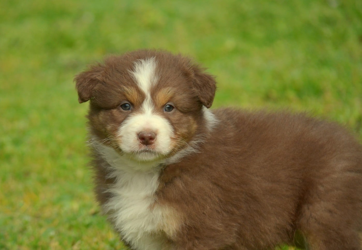 Berger Australien - de la Féerie de l'Hermine