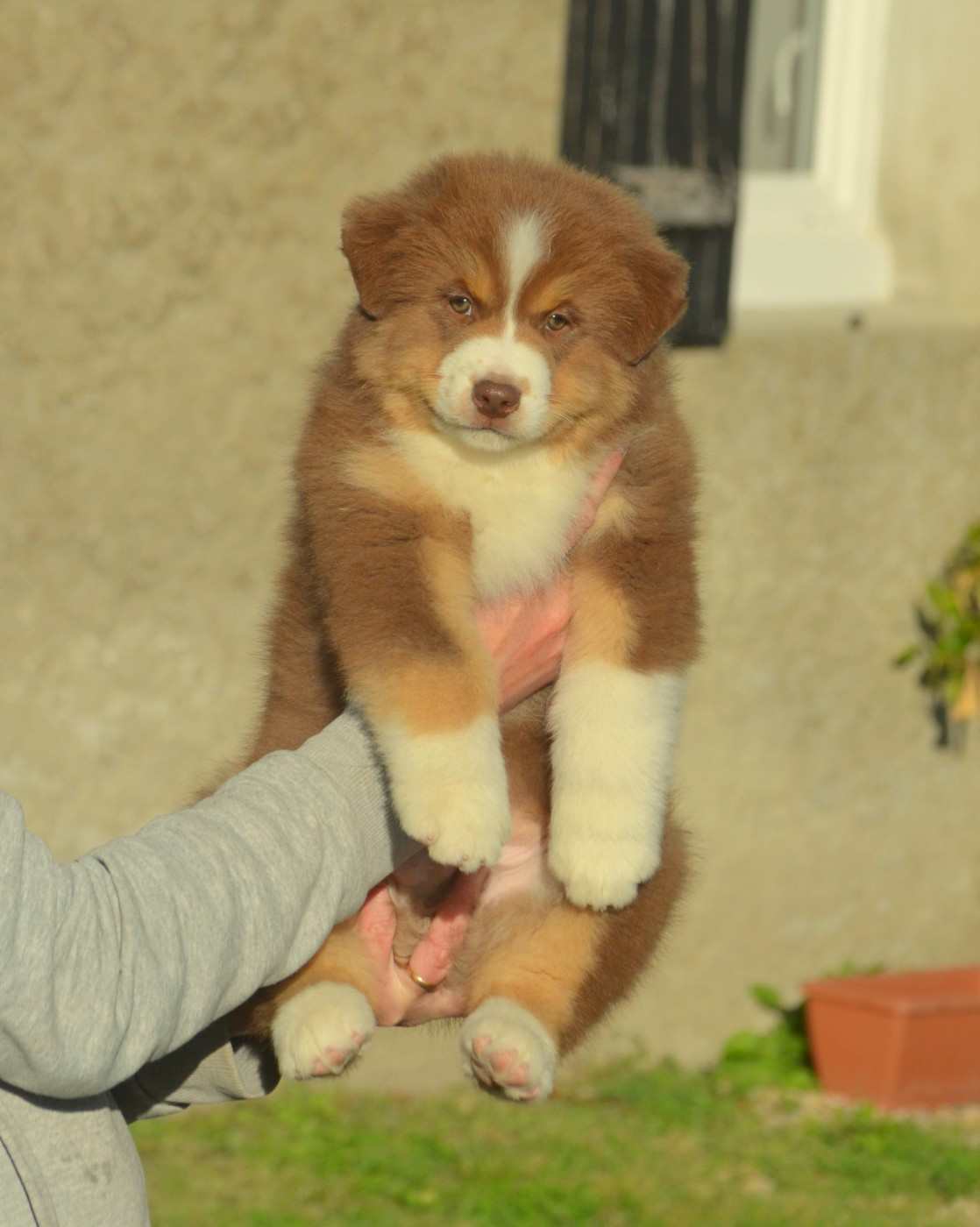 Berger Australien - de la Féerie de l'Hermine