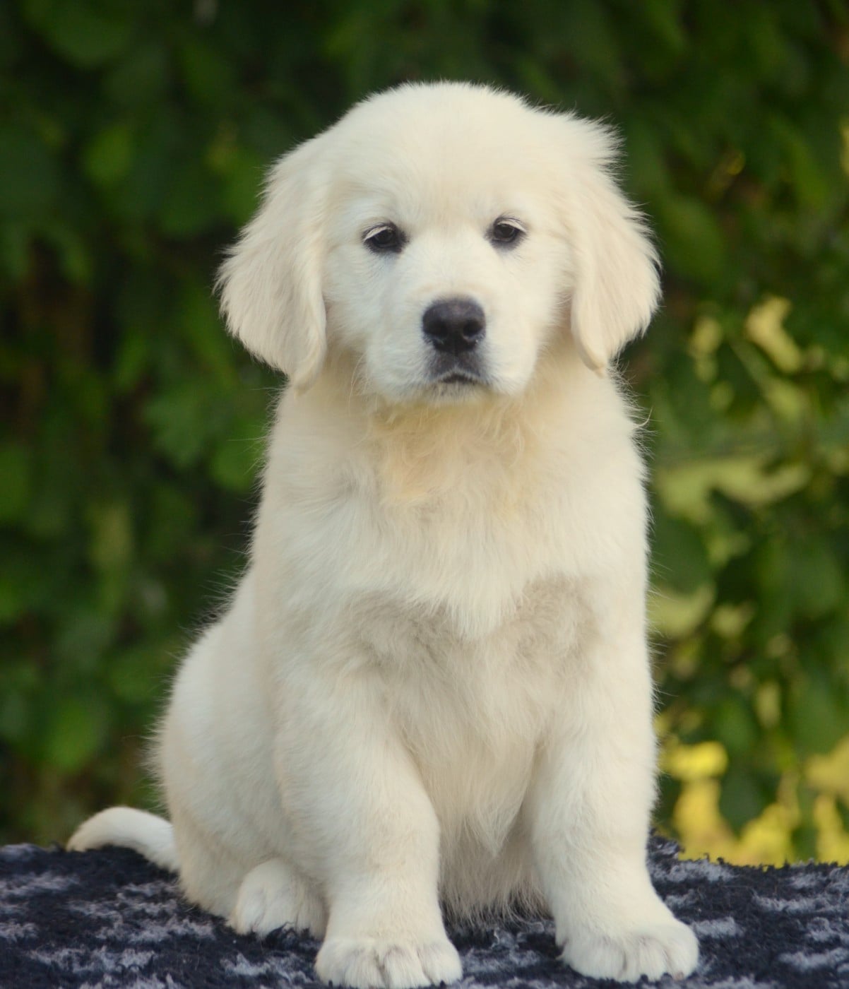 Golden Retriever - de la Féerie de l'Hermine
