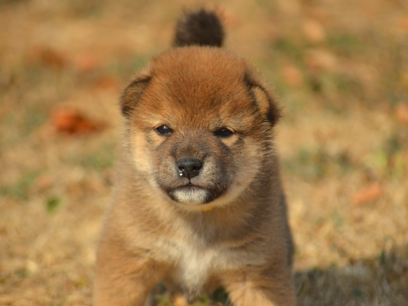 CHIOT 5