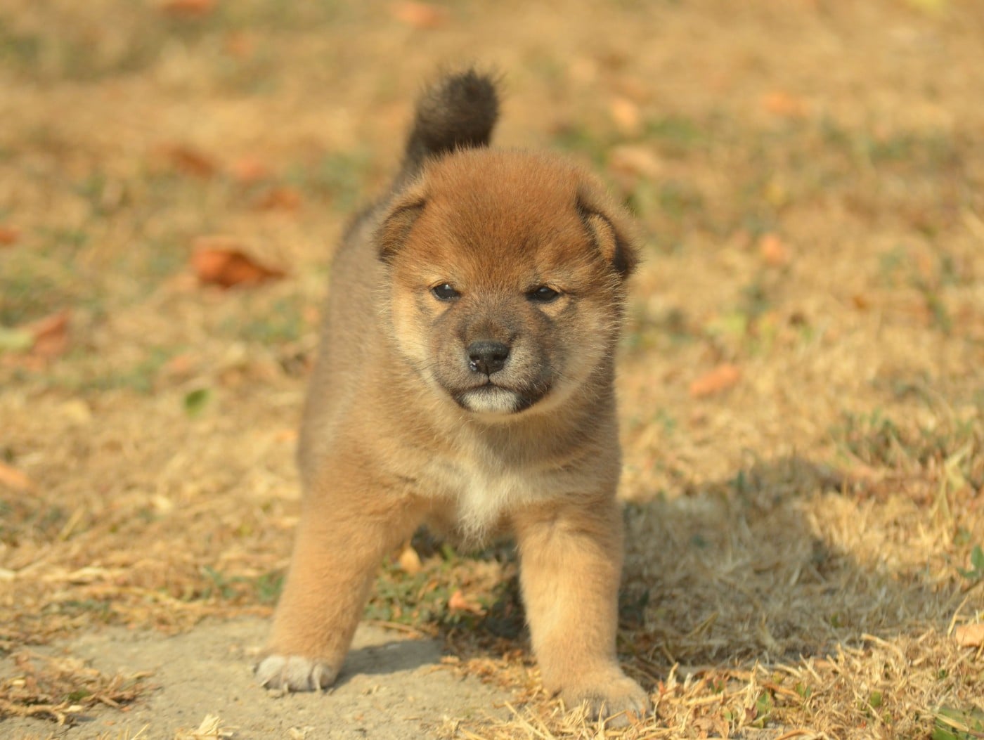 CHIOT 5