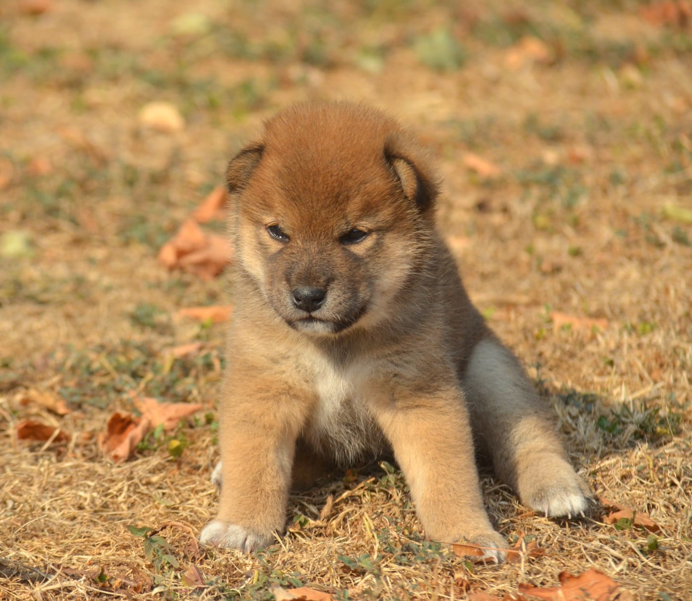 CHIOT 5