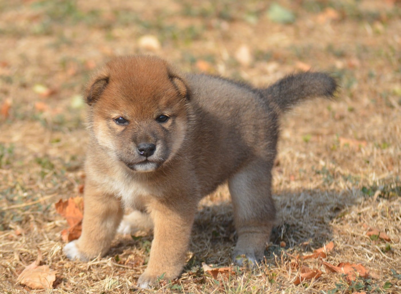 CHIOT 5
