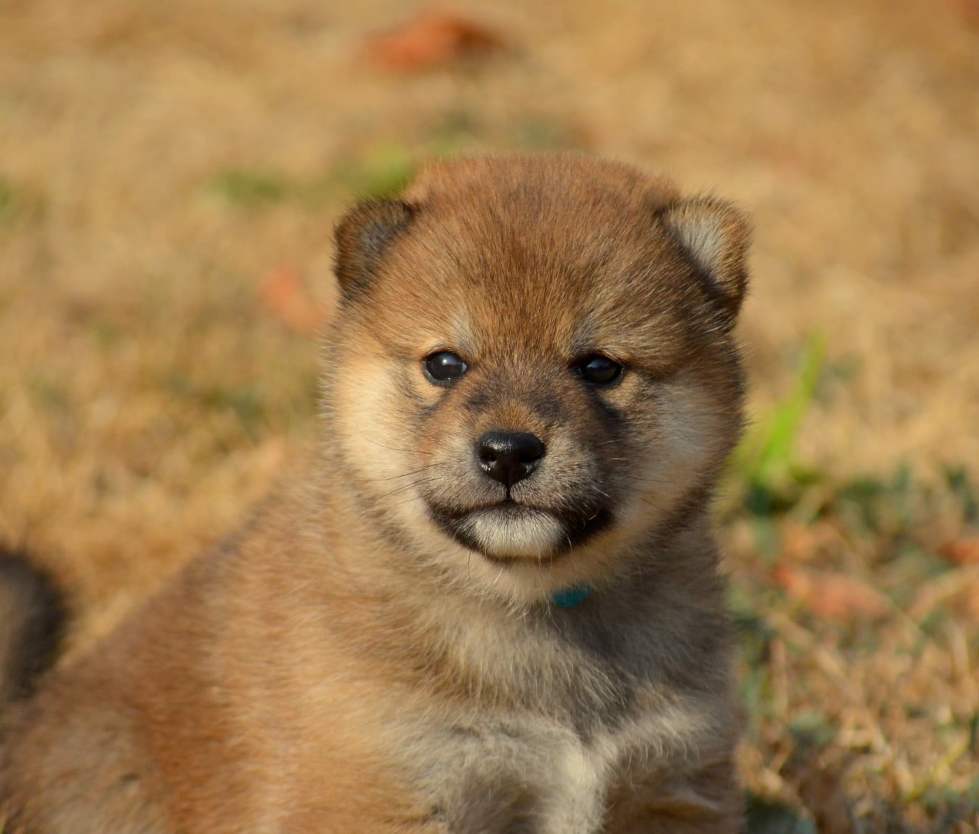 Shiba - de la Féerie de l'Hermine