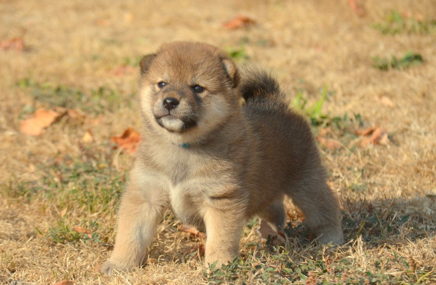 CHIOT 1