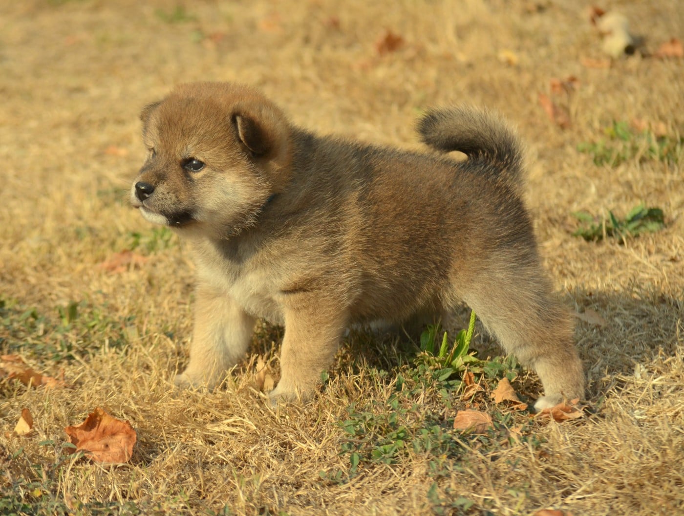 CHIOT 1