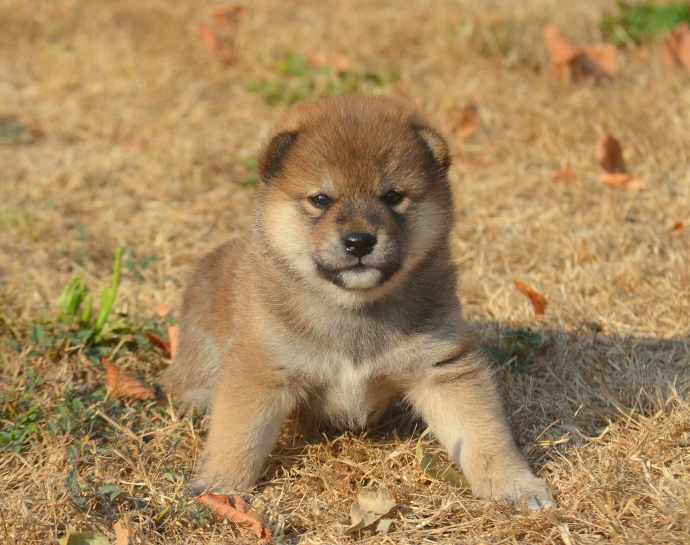 CHIOT 1