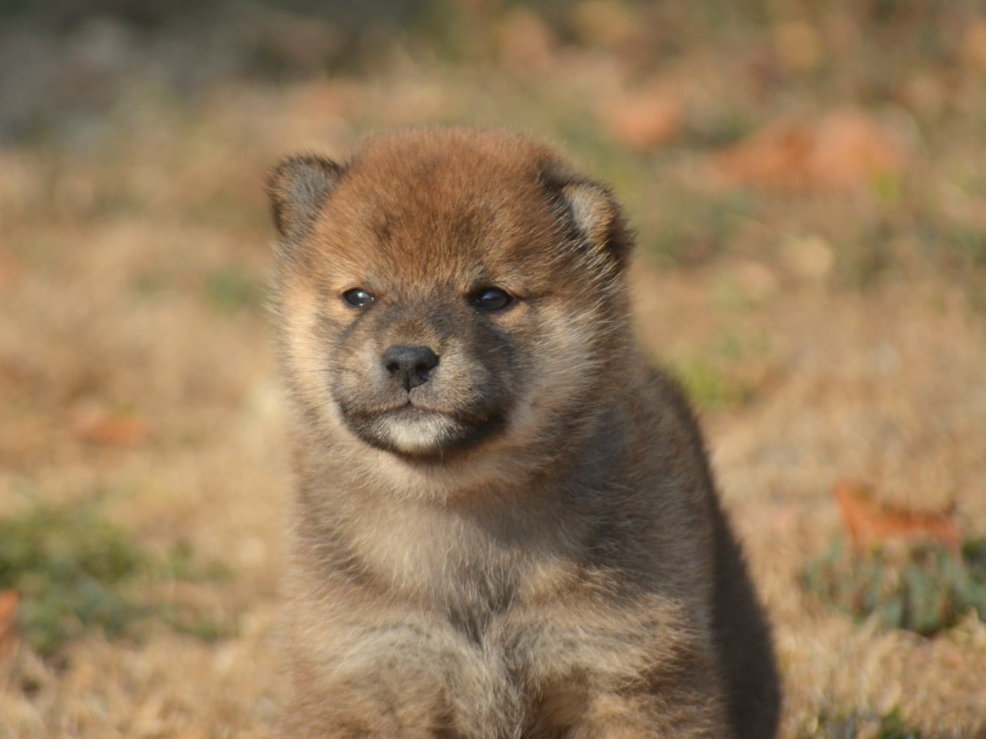 CHIOT 2