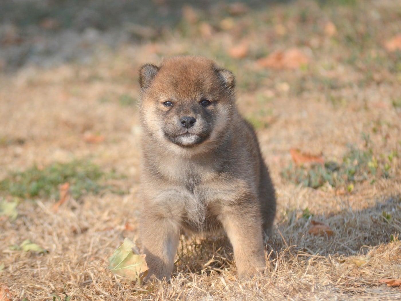 CHIOT 2