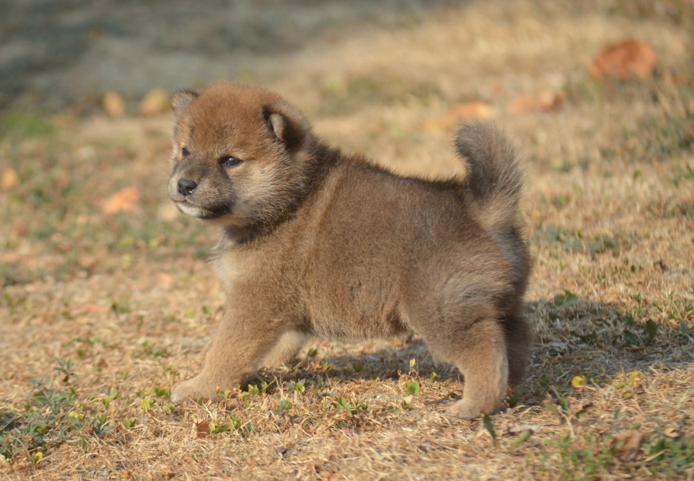 CHIOT 2
