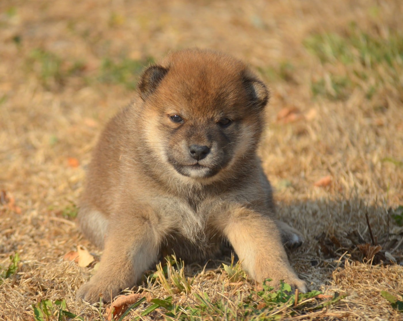 CHIOT 2