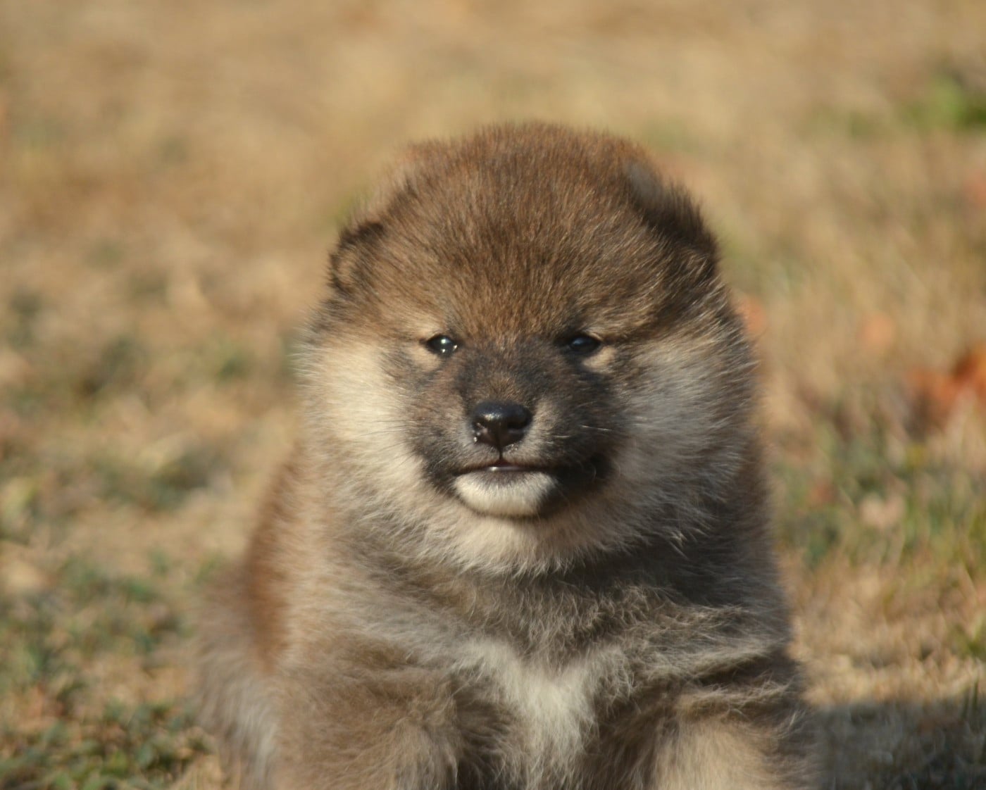 CHIOT 6