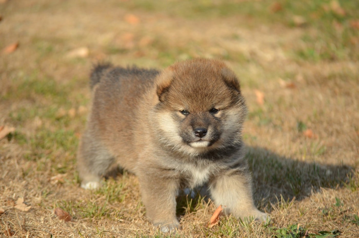 CHIOT 6