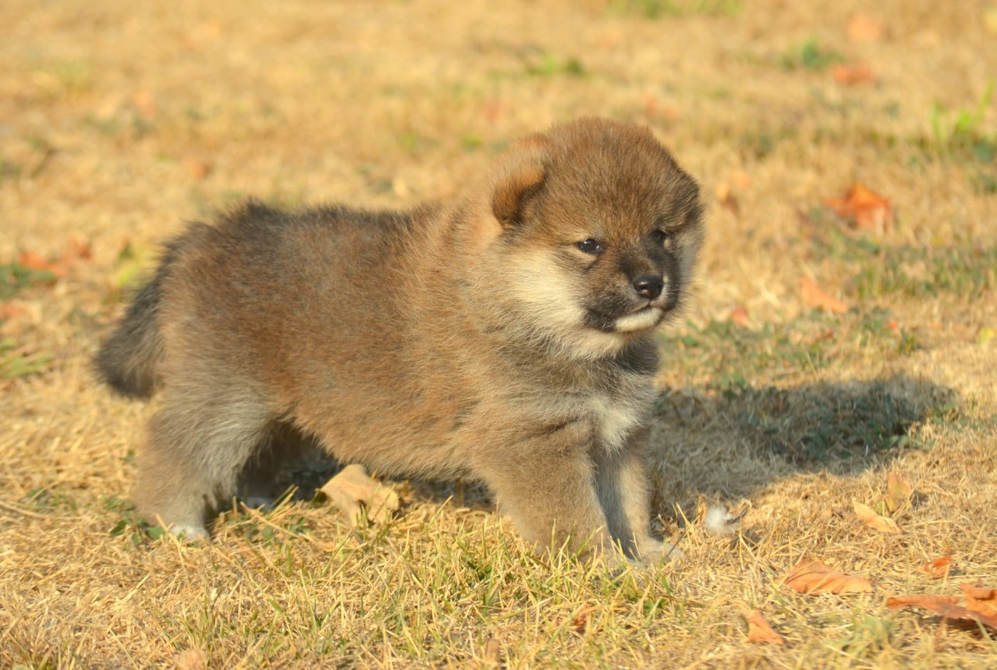 CHIOT 6