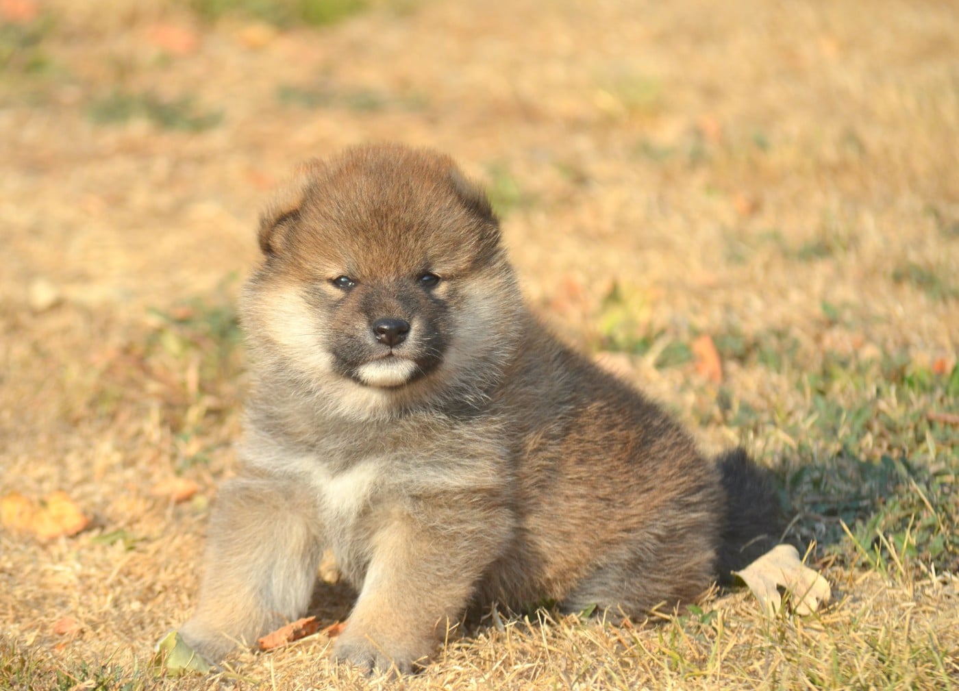 CHIOT 6
