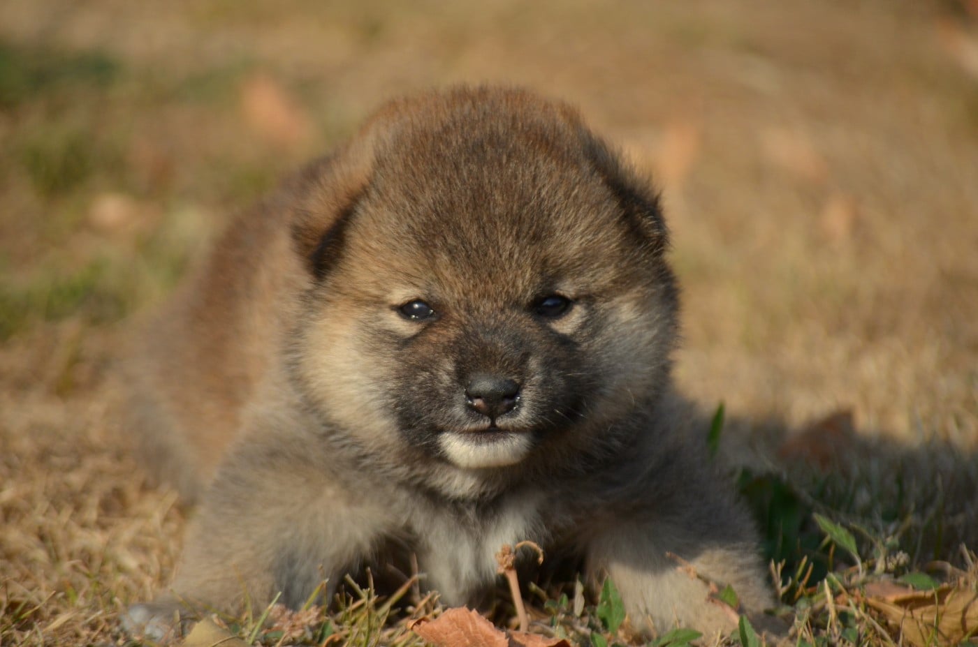 CHIOT 3