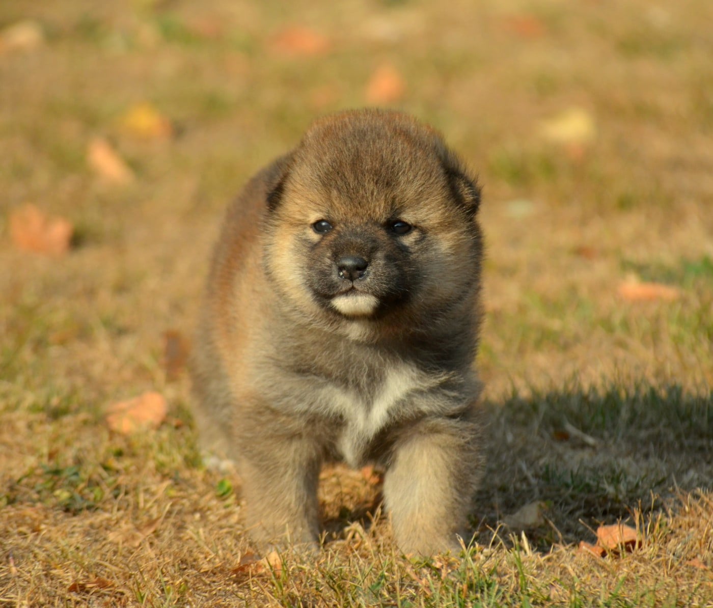 CHIOT 3