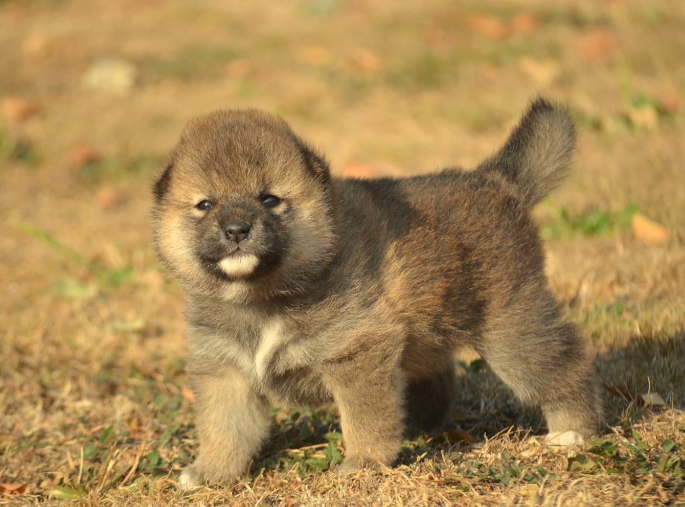 CHIOT 3